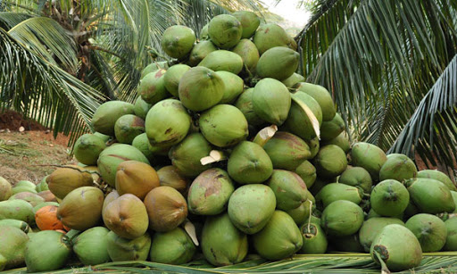 coconut water tree 